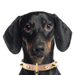 Rassehunde